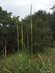 Kniphofia multiflora