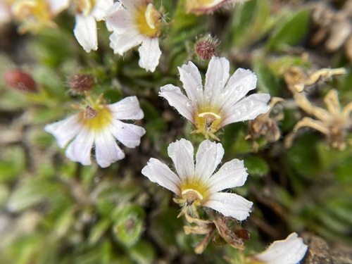 Image of Scaevola hookeri by (c) Matt Berger, some rights reserved (CC BY)