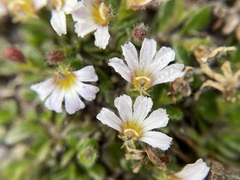 Scaevola hookeri