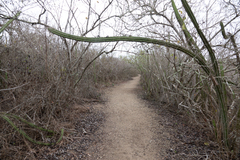 Praecereus euchlorus diffusus
