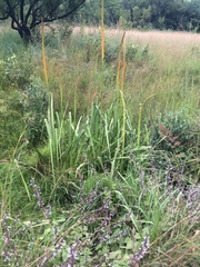 Kniphofia multiflora