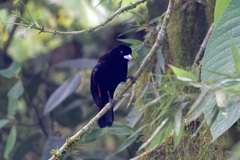 Ramphocelus flammigerus flammigerus