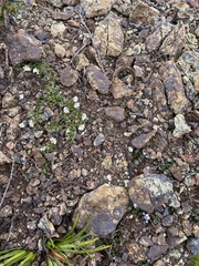 Scaevola hookeri