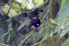 Ramphocelus flammigerus flammigerus