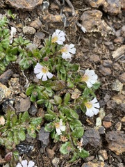 Scaevola hookeri