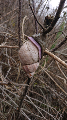 Porphyrobaphe iostoma