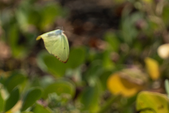 Catopsilia florella