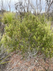Acacia mucronata dependens