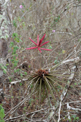 Tillandsia floribunda
