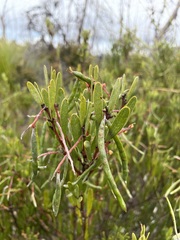Acacia mucronata dependens