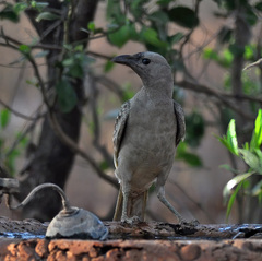 Chlamydera nuchalis
