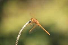 Sympetrum costiferum