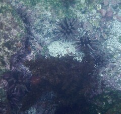 Eucidaris galapagensis