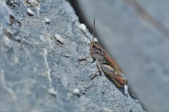 Chorthippus sampeyrensis