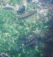 Serranus psittacinus