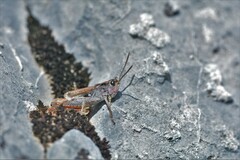 Chorthippus sampeyrensis