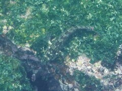 Gobioclinus dendriticus