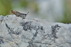 Chorthippus sampeyrensis