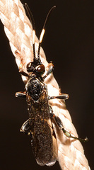 Cratichneumon sublatus