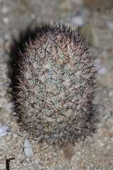 Escobaria alversonii