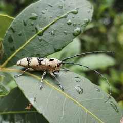 Rhaphidopsis melaleuca
