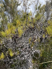 Hakea epiglottis