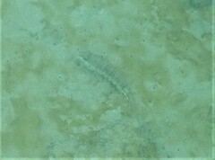 Serranus psittacinus