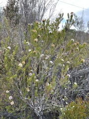 Melaleuca squamea
