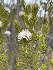 Melaleuca squamea