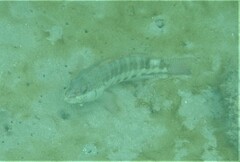 Serranus psittacinus