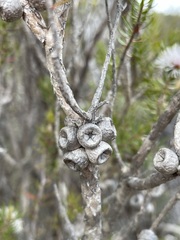 Melaleuca squamea