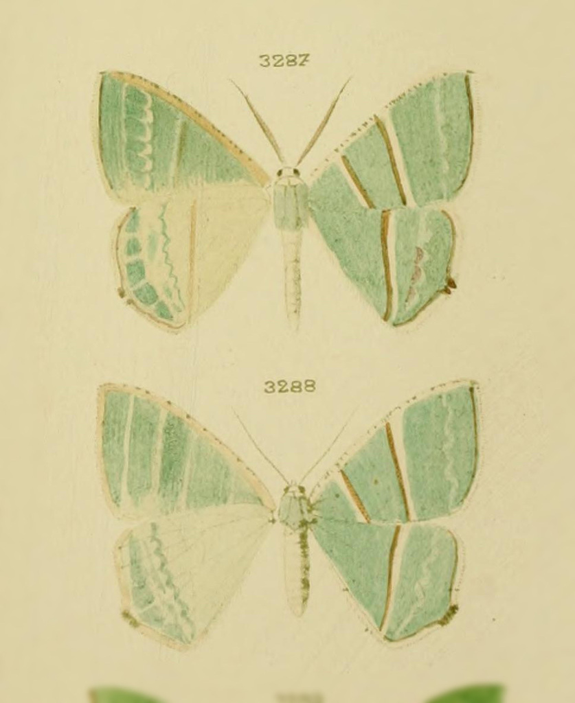 Neohipparchus vervactoraria