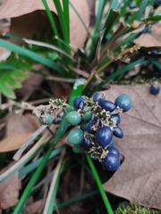 Ophiopogoneae