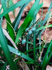 Ophiopogoneae