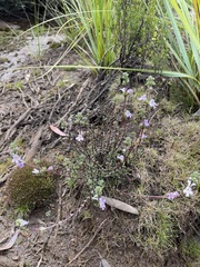 Euphrasia amplidens