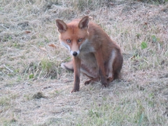 Vulpes vulpes