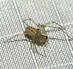 Linyphiidae