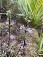 Euphrasia amplidens