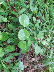 Hydrocotyle umbellata