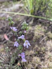 Euphrasia amplidens