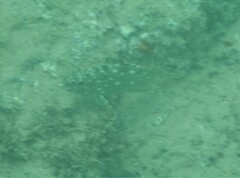 Epinephelus labriformis