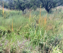 Kniphofia multiflora