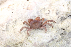 Cyclograpsus integer