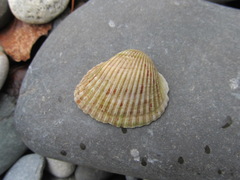 Anadara kagoshimensis