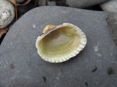 Anadara kagoshimensis