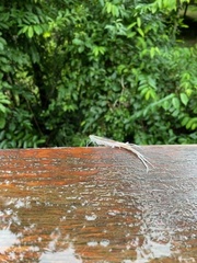 Pterodictya reticularis