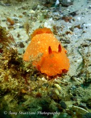 Doriopsilla peculiaris