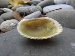 Anadara kagoshimensis