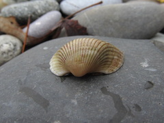 Anadara kagoshimensis