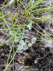 Actinotus bellidioides